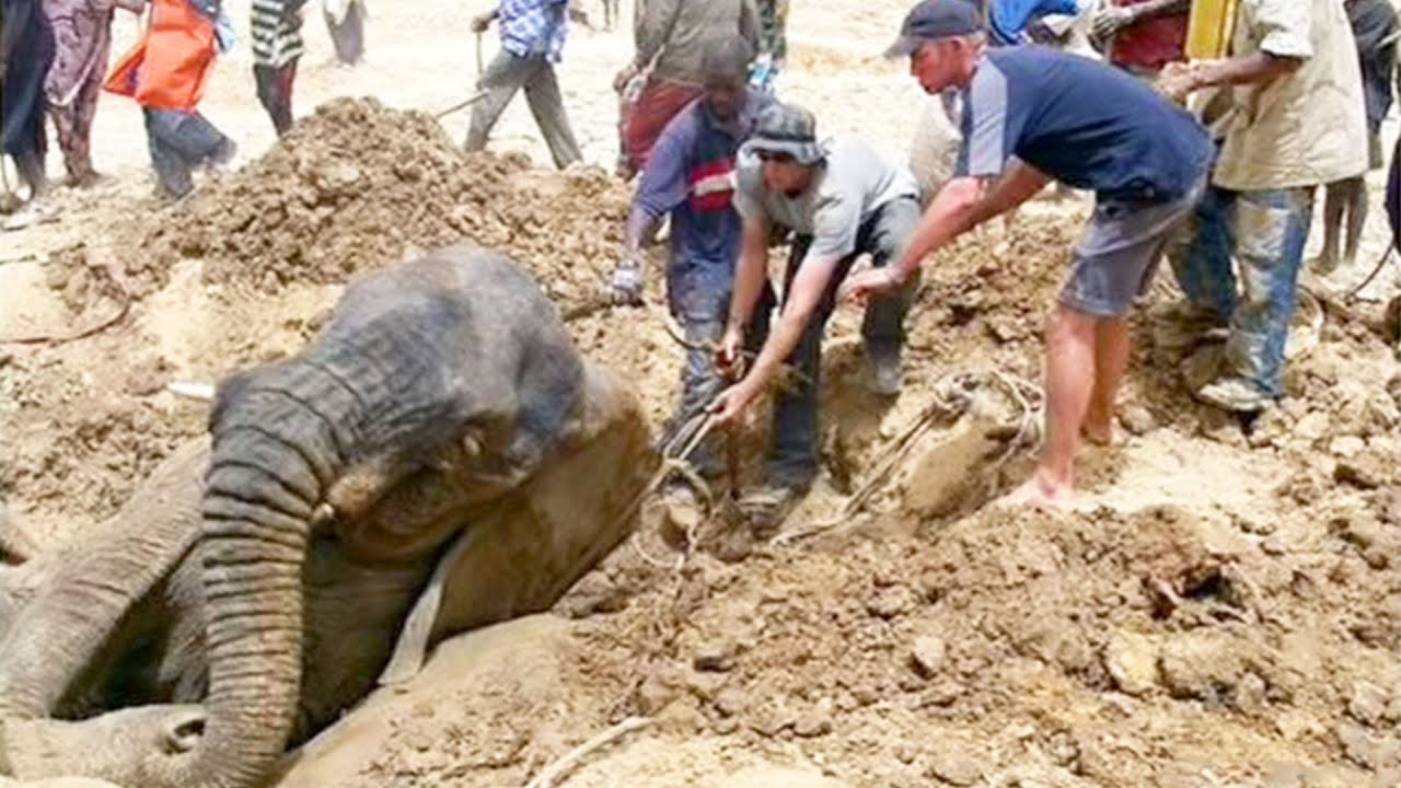 Google Earth Hero: Save The Elephants