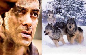 REVEALED: Salman Khan's BLOODY Action Scene With Wolves In Tiger Zinda Hai