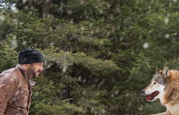 Salman Khan Shoots The Most Dangerous Action Sequence With Wild Wolves For Tiger Zinda Hai
