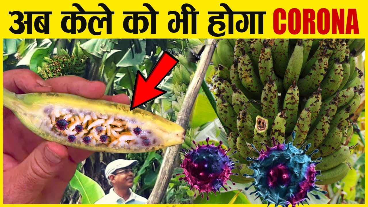 केलों पर छाई महामारी, 10 साल में सारे खत्म | Why Are Bananas Going Extinct?